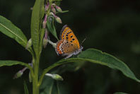 El valor de las microrreservas como santuarios de mariposas